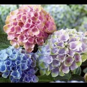 Meet your Posher, Ella